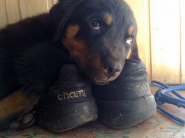 Как ему обьяснить,что ботинки входят в границы личного пространства?