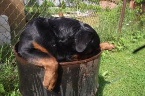 Животные после праздников