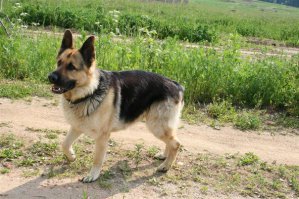 А я после него не могу пока и думать о другой собаке... больше года прошло, как не стало любимца...