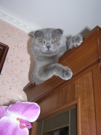 А я злорадно смеялся над гостями в день ВДВ. Но был вынужден присоединиться к попойке и был прощен...