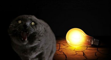 Кот - лампа...