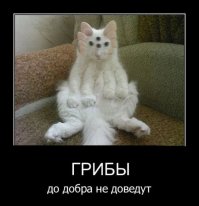 Грибы