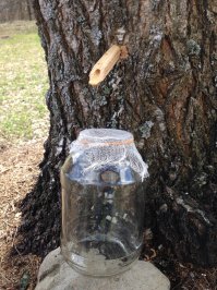 Руки бы оторвать кто так деревья калечат!Я делаю вот так,а после или колышек забиваю или глиной замазываю.