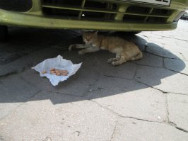 Злючий кот из Львова )))))
(Правда из Львова)