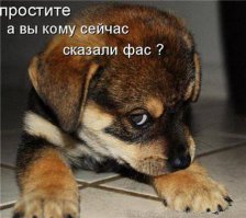 10 очаровательных животных, о чьих способностях вы даже не догадывались 