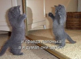 10 очаровательных животных, о чьих способностях вы даже не догадывались 