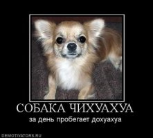 10 очаровательных животных, о чьих способностях вы даже не догадывались 