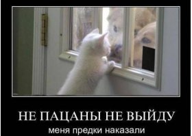 10 очаровательных животных, о чьих способностях вы даже не догадывались 
