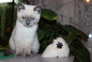 Растёт кошечка )))