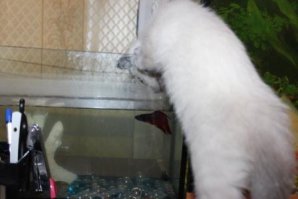 Растёт кошечка )))