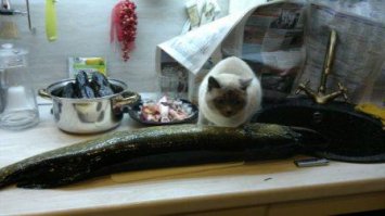 Растёт кошечка )))