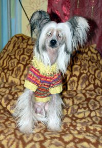 20 милых зверушек в новогодних свитерах