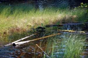 И не торопясь пошлёпала по своим делам...окушки у меня... были..