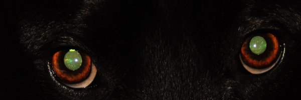 У нашей собаки тоже космос в глазах был, причем видно было не только на фото. Наверное у многих животных так.