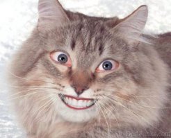 Стих про вредного кота