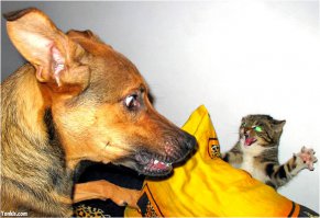 Как кошка с собакой