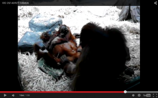 У мамки пирсинг в пупке?!