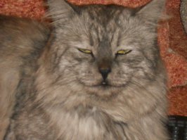 Посмотрите на эту царскую рожу))