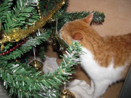 20 котов, которые пожалели о том, что сделали