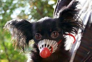 Эксклюзивные намордники для собак 