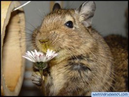 на дэгу чем то похожа