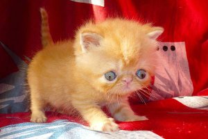 По-моему место кошки на полу, но не на кровати, тем более рядом с ребёнком. Из-за шерсти может развиться аллергия .. да-да, я рассказываю про себя