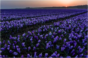 Поля крокусов там особо хороши.