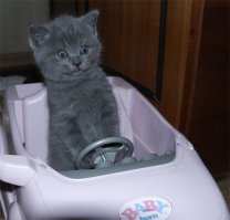 Пилот раллийного авто мастерски справился с заносом 