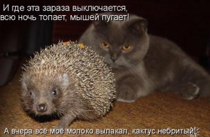 Кошка заботится о ежатах