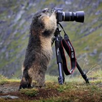 Прирожденные фотографы