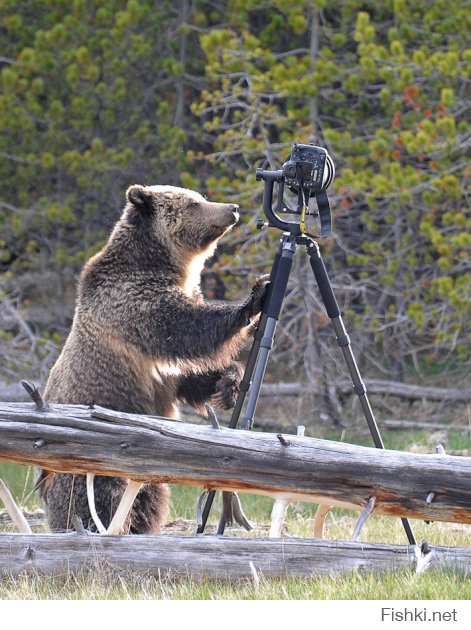 Пять минут из жизни фотографа-анималиста