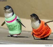 Как греются пингвины