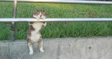 27 котов, которые любят сидеть  по-человечески