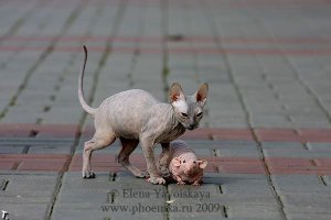 Инопланетная красота кошек породы сфинкс 