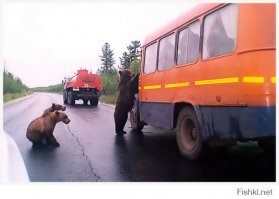 10 самых необычных домашних животных