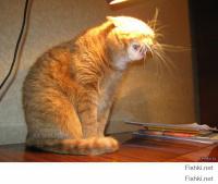 настало время пяти окуительных историй :)