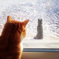 Все время удивляюсь - как они чувствует, что любимый хозяин на подходе))) Вот тоже реальное фото - подругу ее питомцы ждут с работы)))