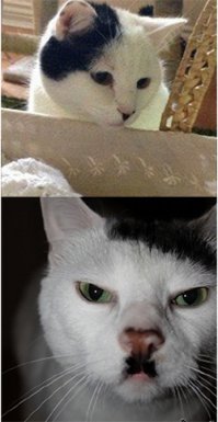 17 котов, из которых получились прекрасные няни