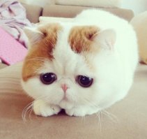 30 очаровательных котов с выставки любителей кошачьих