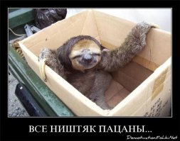 Ученые ответили на вопрос, почему кошки любят сидеть в коробках