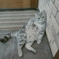 у меня дома такой живет. Обленился совсем.