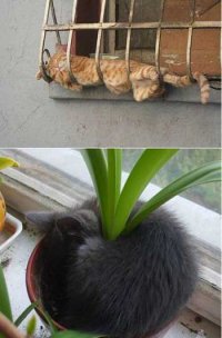 21 пример феноменальной кошачьей логики  