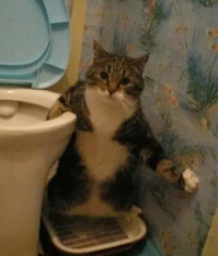 16 курьезных случаев в общественном туалете