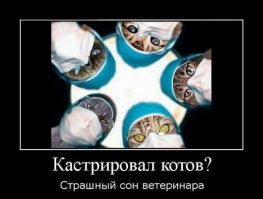 Стерилизация кошек и кастрация котов – зачем это нужно?