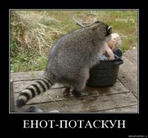 Пост обожания енотов