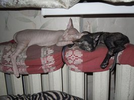 Мёрзнут они в нашем климате. Наверно, единственные кошки, которые любят носить вязаную одёжку