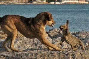 Не сдохнет! Выгуливая собачку, не раз была свидетелем, как собаки нападали на бездомных котов. Никогда им не удавалось растерзать или хотя бы покусать животину. Проворные коты или убегают (залезают на дерево) или начинают так шипеть и махать лапами, что собаки отступают. Страшен кот во гневе!))