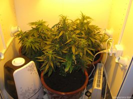 А лучше лампочки использовать так...