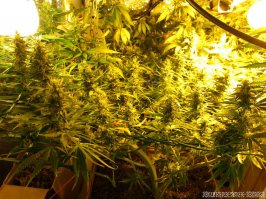 вырезают .... а потом подключают дома и делают это....