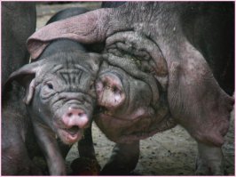 Сладкая парочка!!!